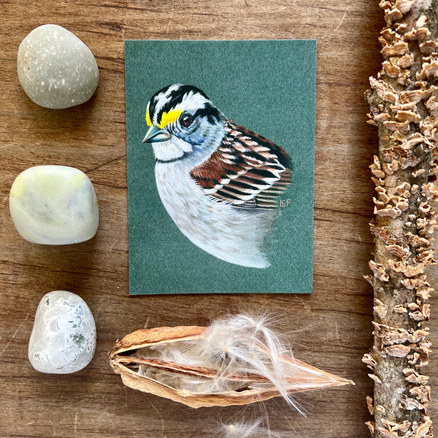 White-throated Sparrow | Tiny Art Print